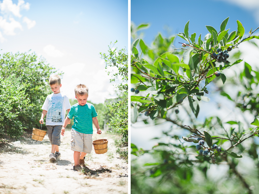 kids picking blueberries in edom texas