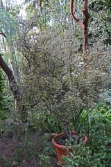 Argophyllaceae