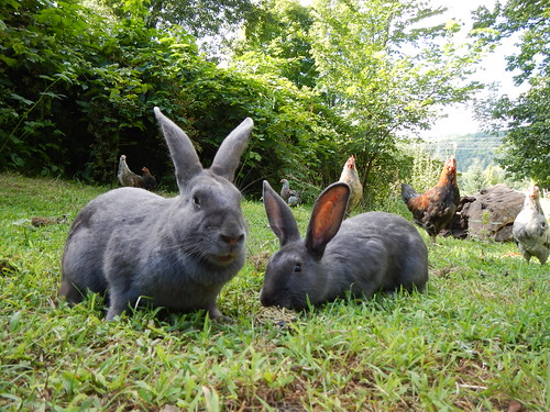 Free range bunnies