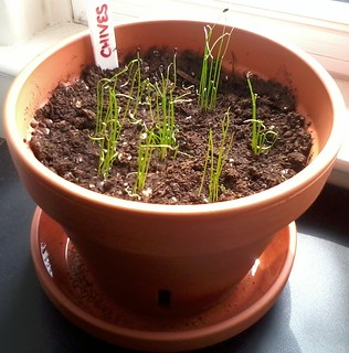 04-20-2012 Chives