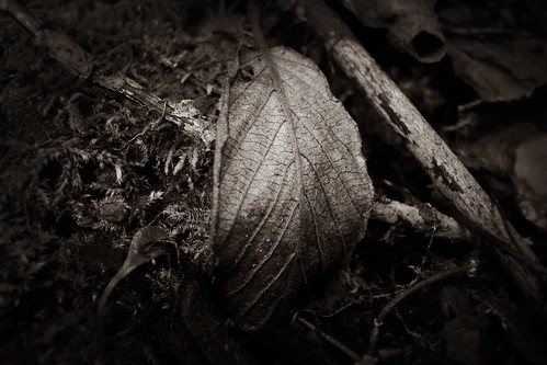 woods by Nature Morte