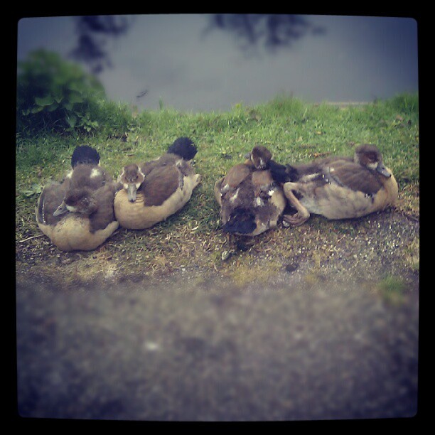 young egyptian geese