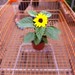 Sunflower in a shopping cart posted by stevegarfield to Flickr