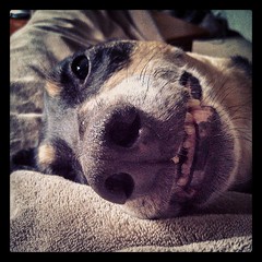 Smiling Lapdog #dogstagram #smile #lazySunday #coonhoundmix #adoptdontshop #love #snuggles