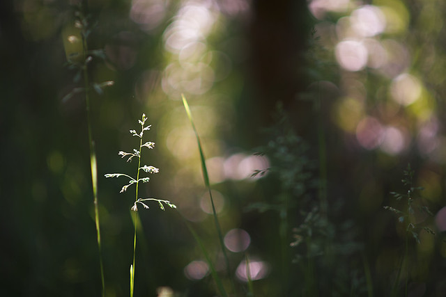 spotlight grass
