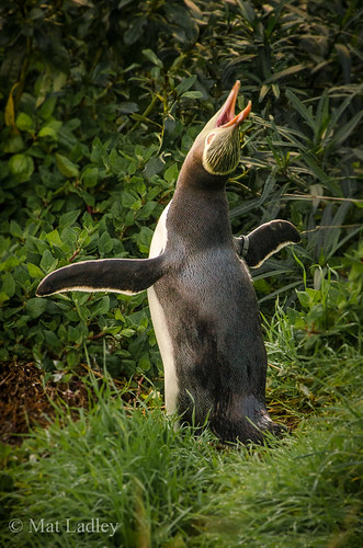 Yellow-eyed penguin by Mat Ladley Photography