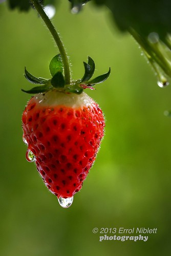 DSC_5185© Rain-drenched strawberry by Tripod 01
