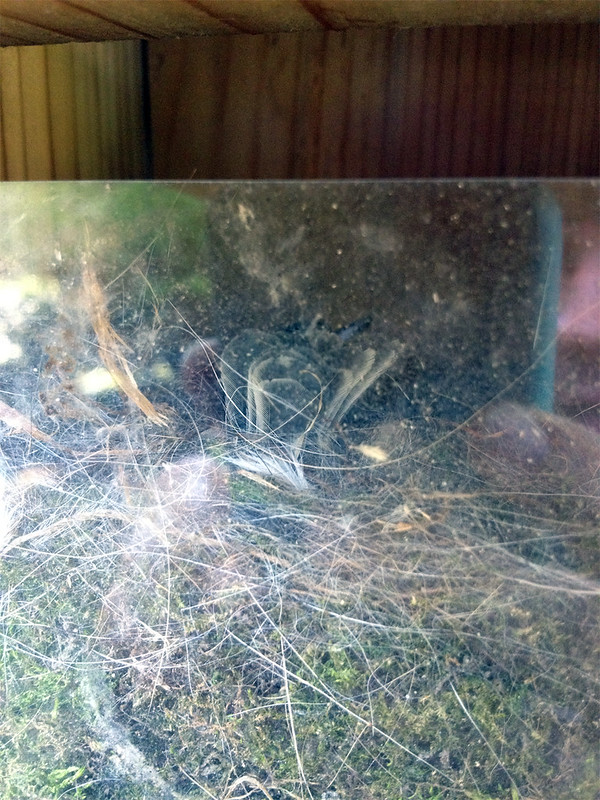 Black-capped Chickadee nest