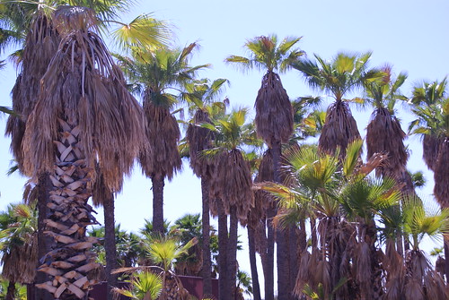 Coolidge Palms by Digital Heather