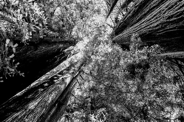 Redwood Abstract