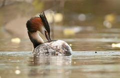 Great crested grebe /GREBES HUPPES