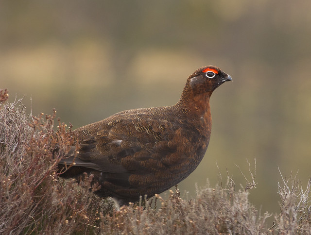 red grouse 2