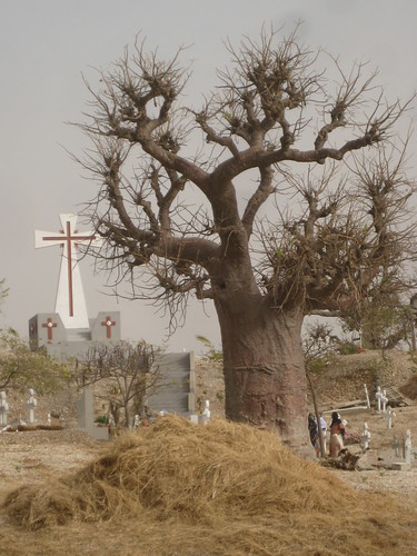 Baobab in Senegal