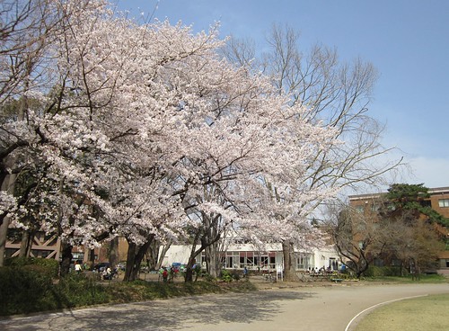 一橋大学構内・グラウンド脇の桜　2012年4月10日 by Poran111