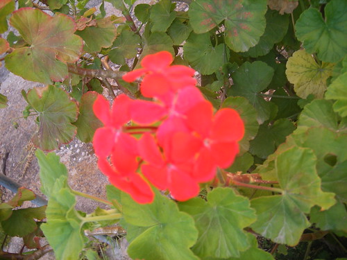 Particolare di un fiore di geranio rosso zonale (Pelargonium zonale)