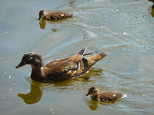 Wood Duck Mother and Babies