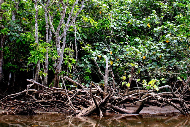 iriomote mangrove 西表島マングローブの森