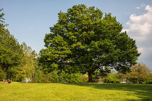 summer-waterhead-tree
