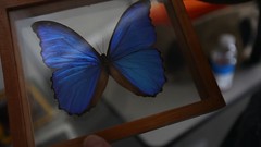 Blue-Morpho-butterfly