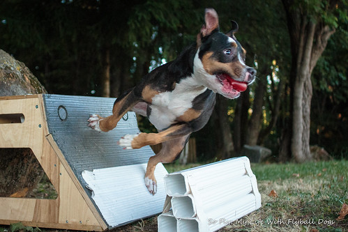 Flyball in the park-6002