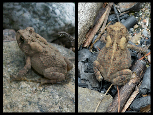 border toads