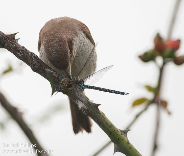 red backed shrike eating migrant hawker-4