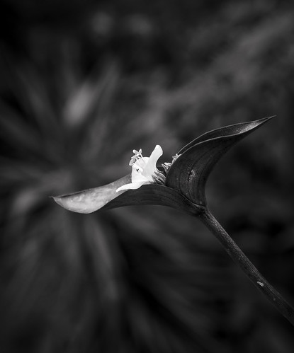 black flower by stefanos_kastrinakis