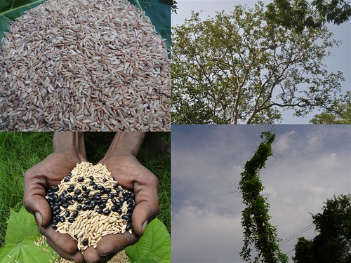 Potential Medicinal Rice Formulations for Diabetes and Cancer Complications and Revitalization of Pancreas (TH Group-131 special) from Pankaj Oudhia’s Medicinal Plant Database by Pankaj Oudhia
