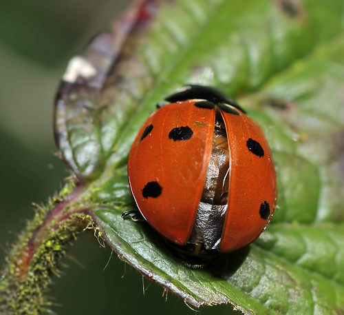 Seven Spot Ladybird  by Andy Pritchard - Barrowford