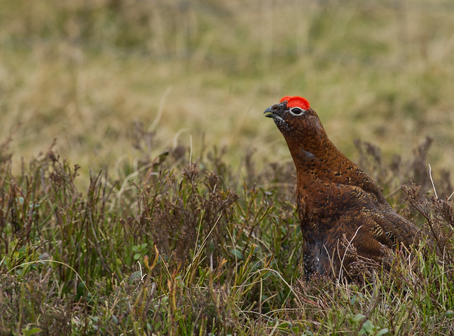 red grouse 5
