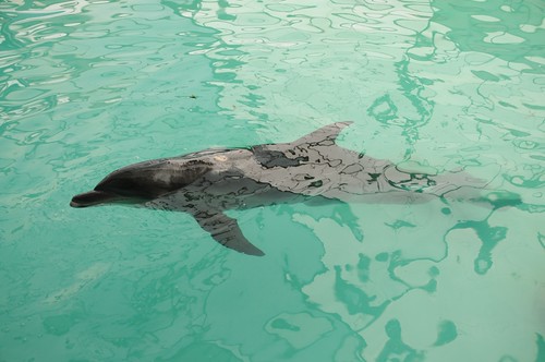 二級保育類瓶鼻海豚「順子」。（圖片來源：林務局提供）