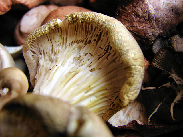 The Beauty of Fungi