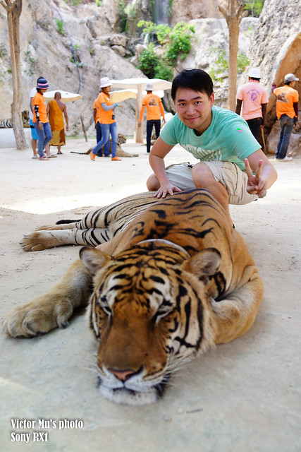 the tiger temple -- Bangkok