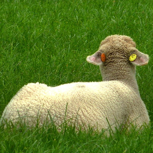 staring lamb by pho-Tony