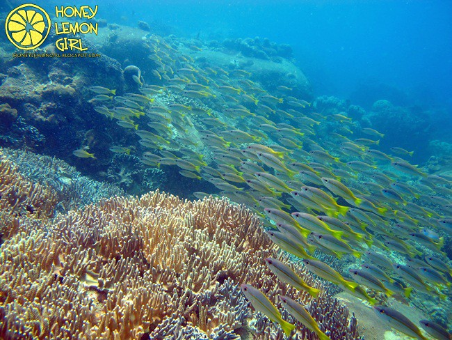 5D4N_Tioman Island_Diving-003