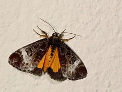 Noctuidae, Agaristinae - Thailand