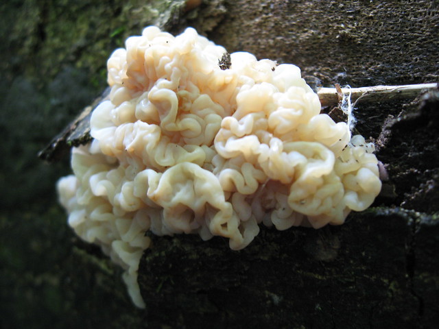 White Jelly Fungus - Flickr - Photo Sharing!