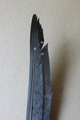 Canada Goose Feather with Unknown Flowers