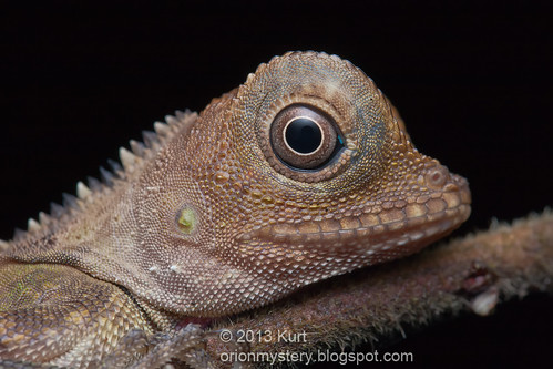 IMG_0121 copy Bell's Anglehead Lizard (Gonocephalus belli)