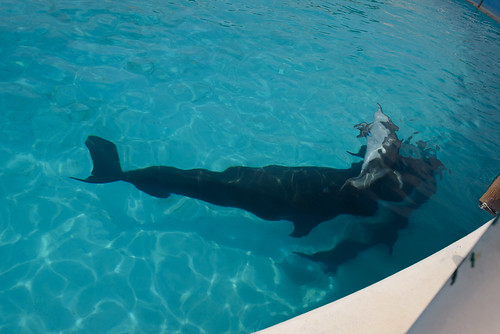 雖然沒人指揮，但原來海豚平常也會倒著游嗎??