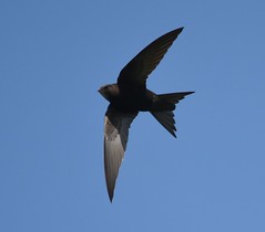 Swifts,Swallows and Martins