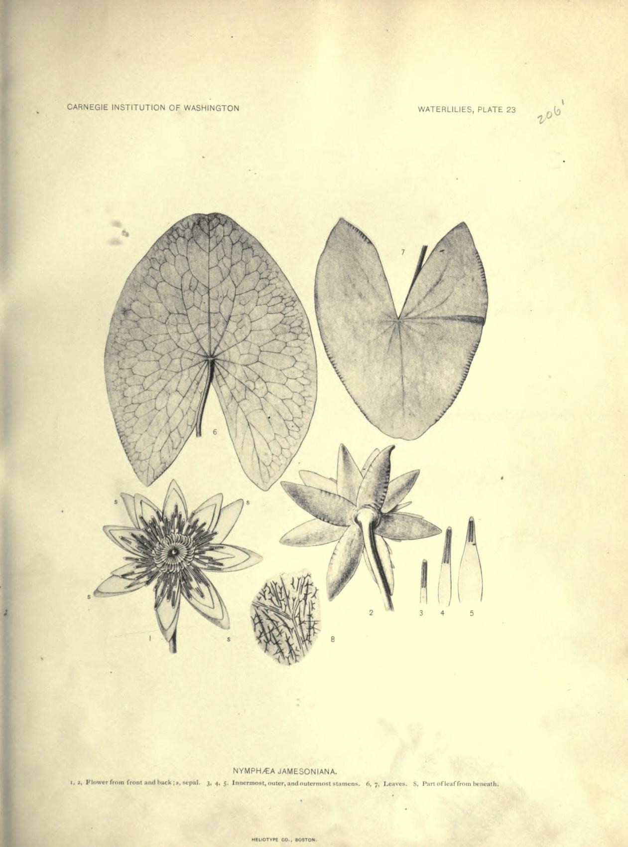 Nymphaea jamesoniana image