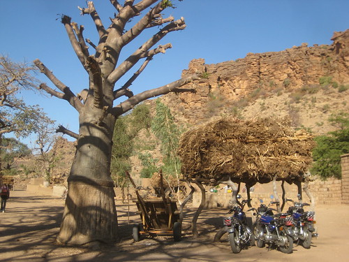 Baobab in Dogon Country II