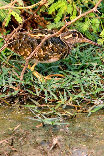 6 Greater Painted Snipe  (Rostratula bengalensis) Male
