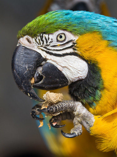 Macaw eating a peanut by Tambako the Jaguar