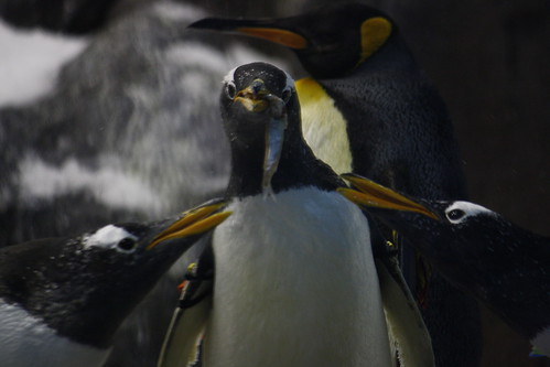 gentoo penguin by Olaya Garcia