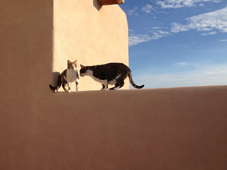 Cats on the wall