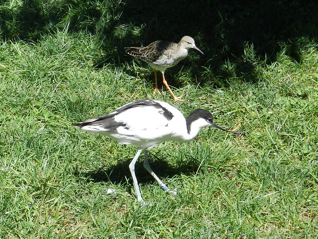 Philomachus pugnax & Recurvirostra avosetta