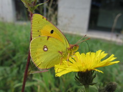 Butterflies and moths of Switzerland