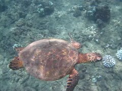 夏威夷 Oahu Underwater Videos Sept 2015